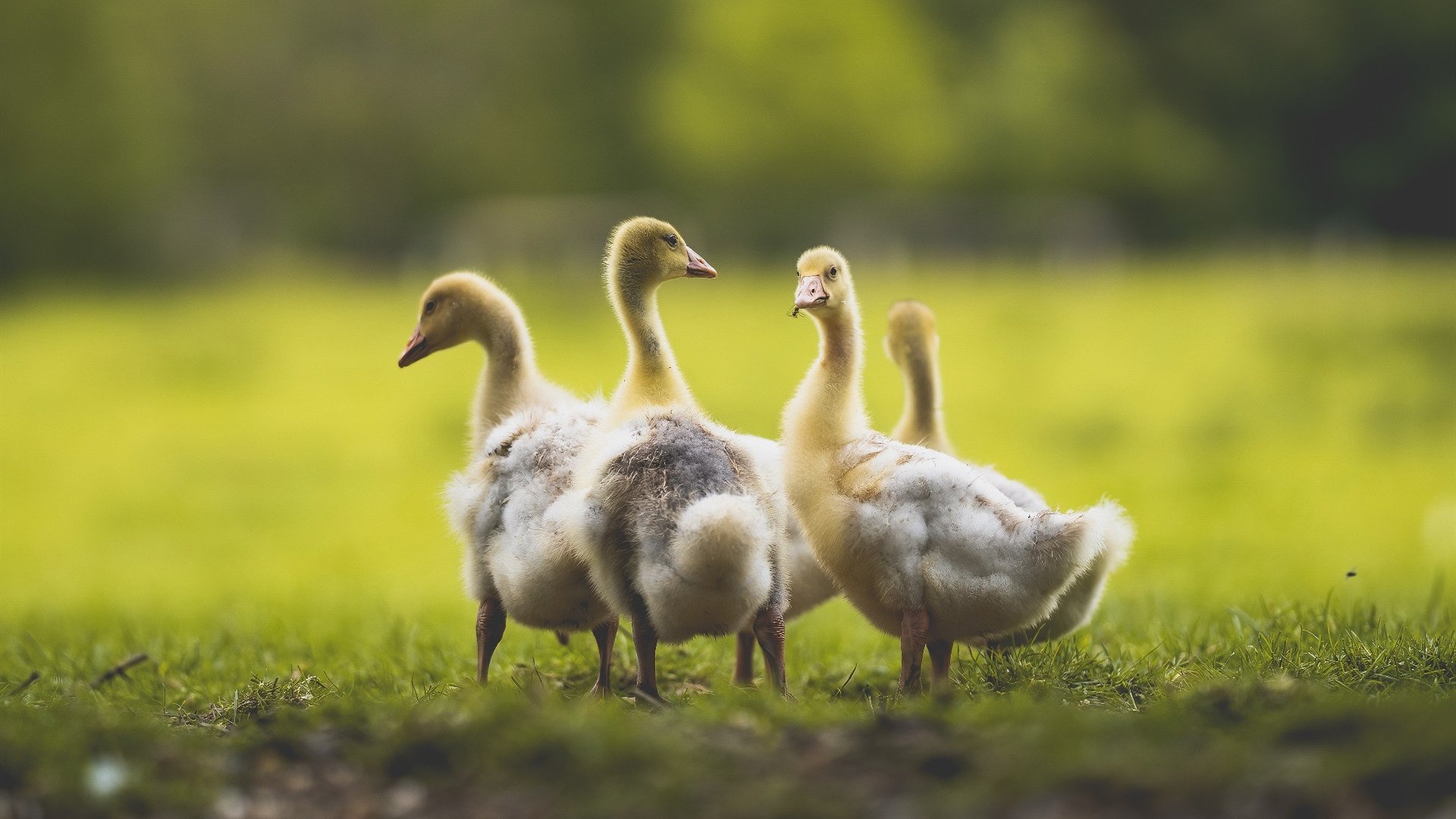 中场制胜,克罗地亚险胜日本的启示与楚阿梅尼的欧冠统治