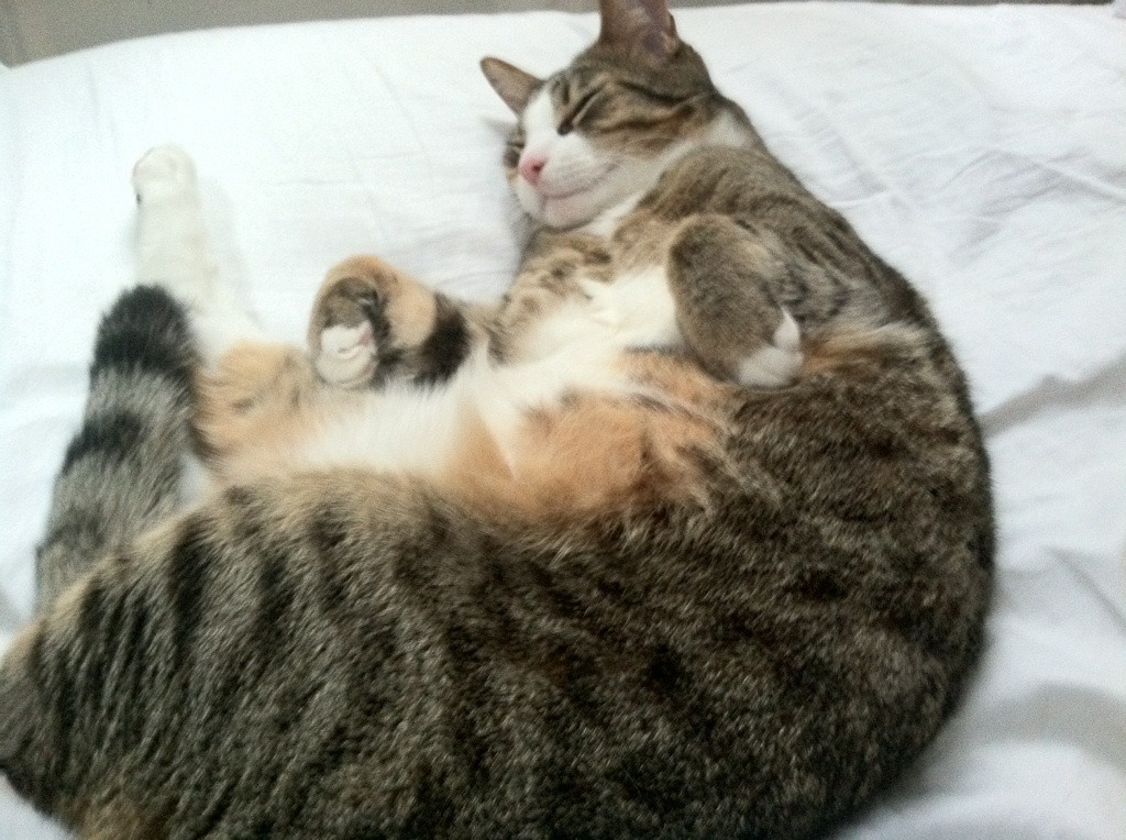 中场制胜,克罗地亚险胜日本的启示与楚阿梅尼的欧冠统治