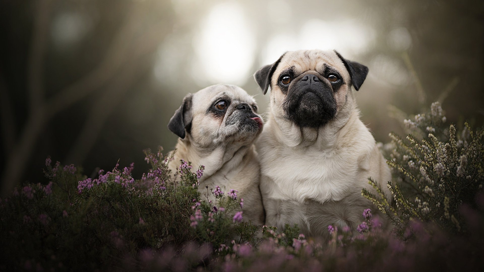 日落沙城，当哈登在巅峰对决中扣动左轮扳机