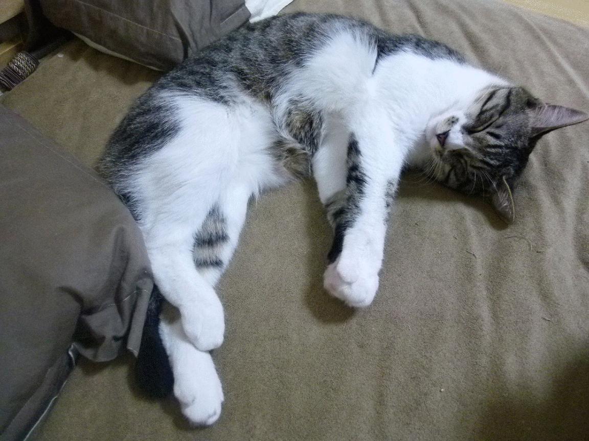 当辽宁队血拼马刺,布克在跨时空的梦幻联动中完成里程碑