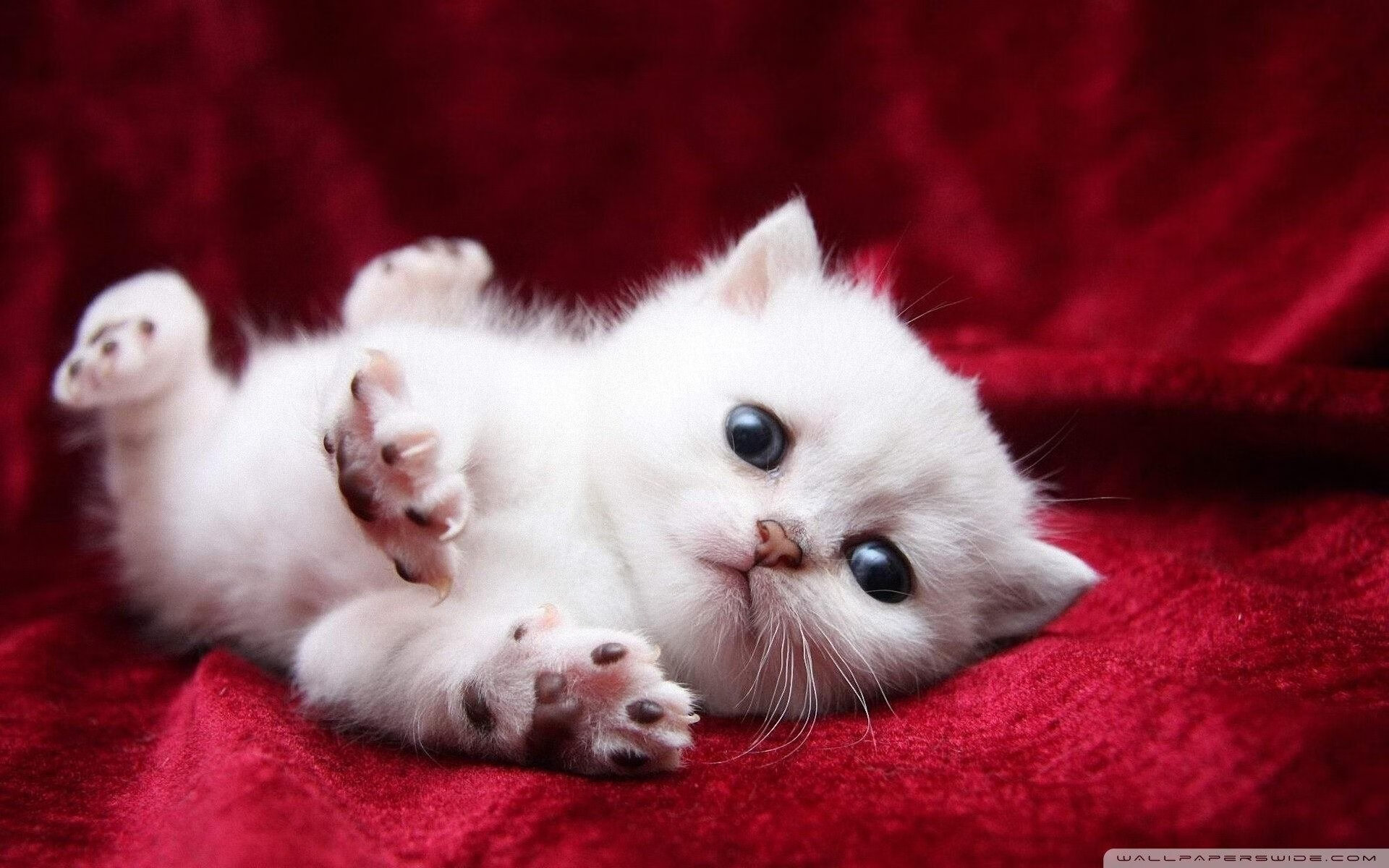 冰封迈阿密,东北虎末节逆袭,于热浪中封存胜局