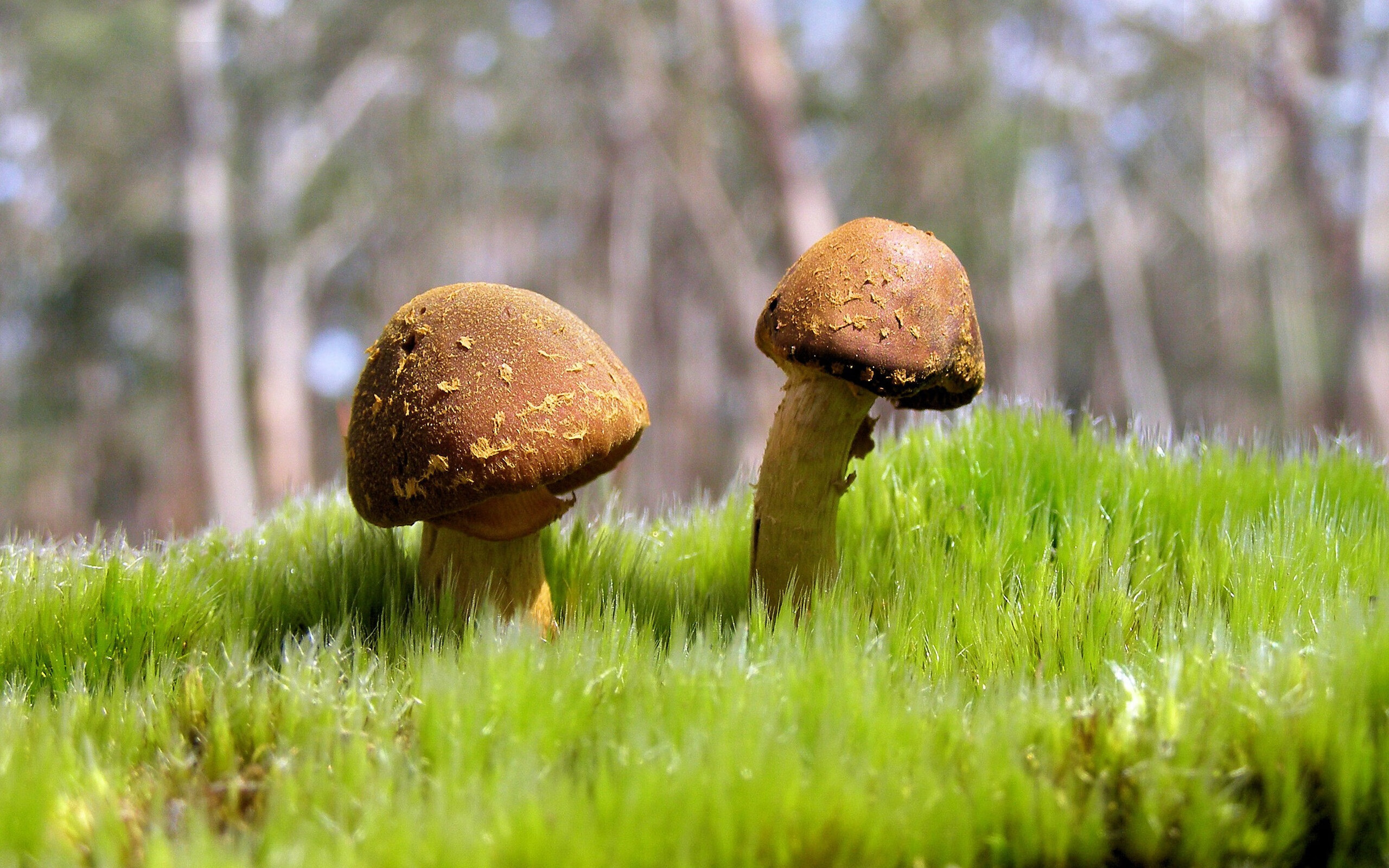 降维打击!勇士用现代篮球稳稳拿捏独行侠,拉文化身体系关键先生