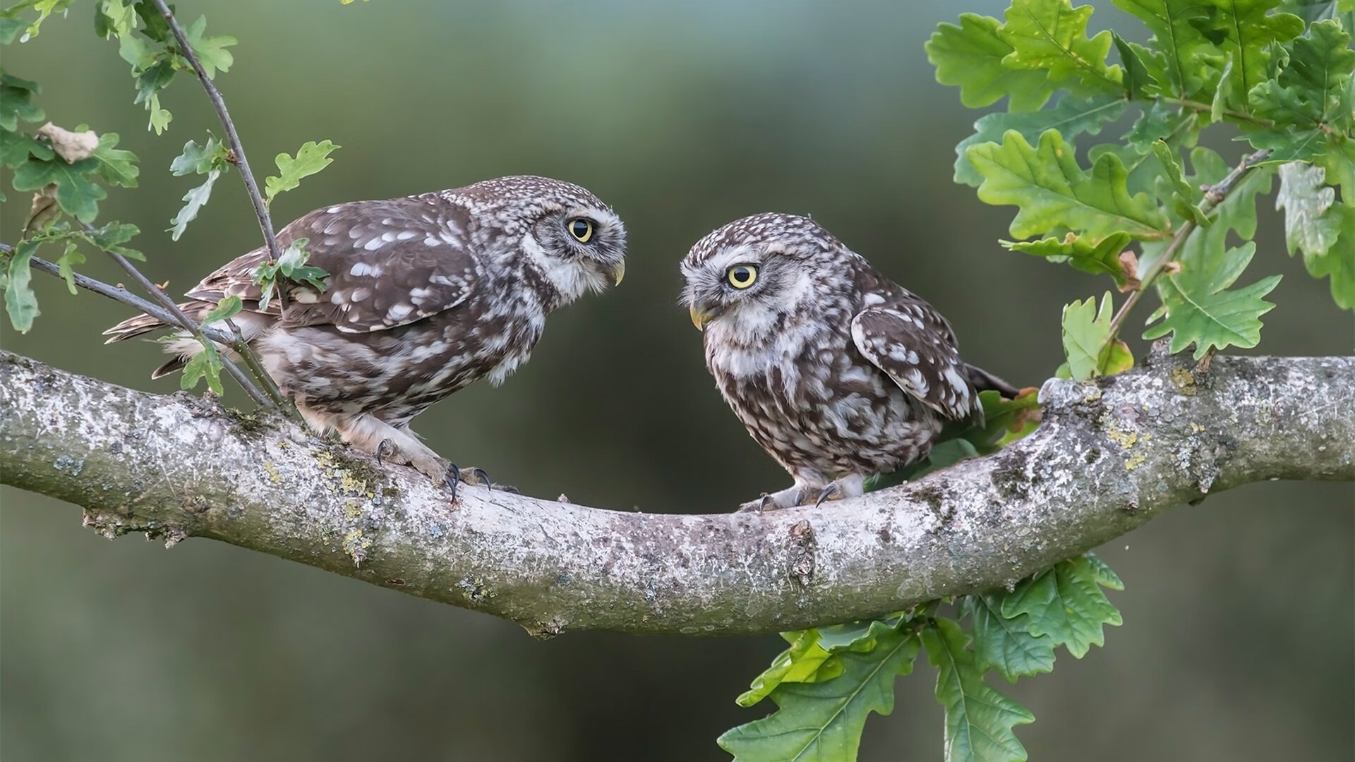 颠覆之路，从安第斯山脉到F1赛道的权力转移