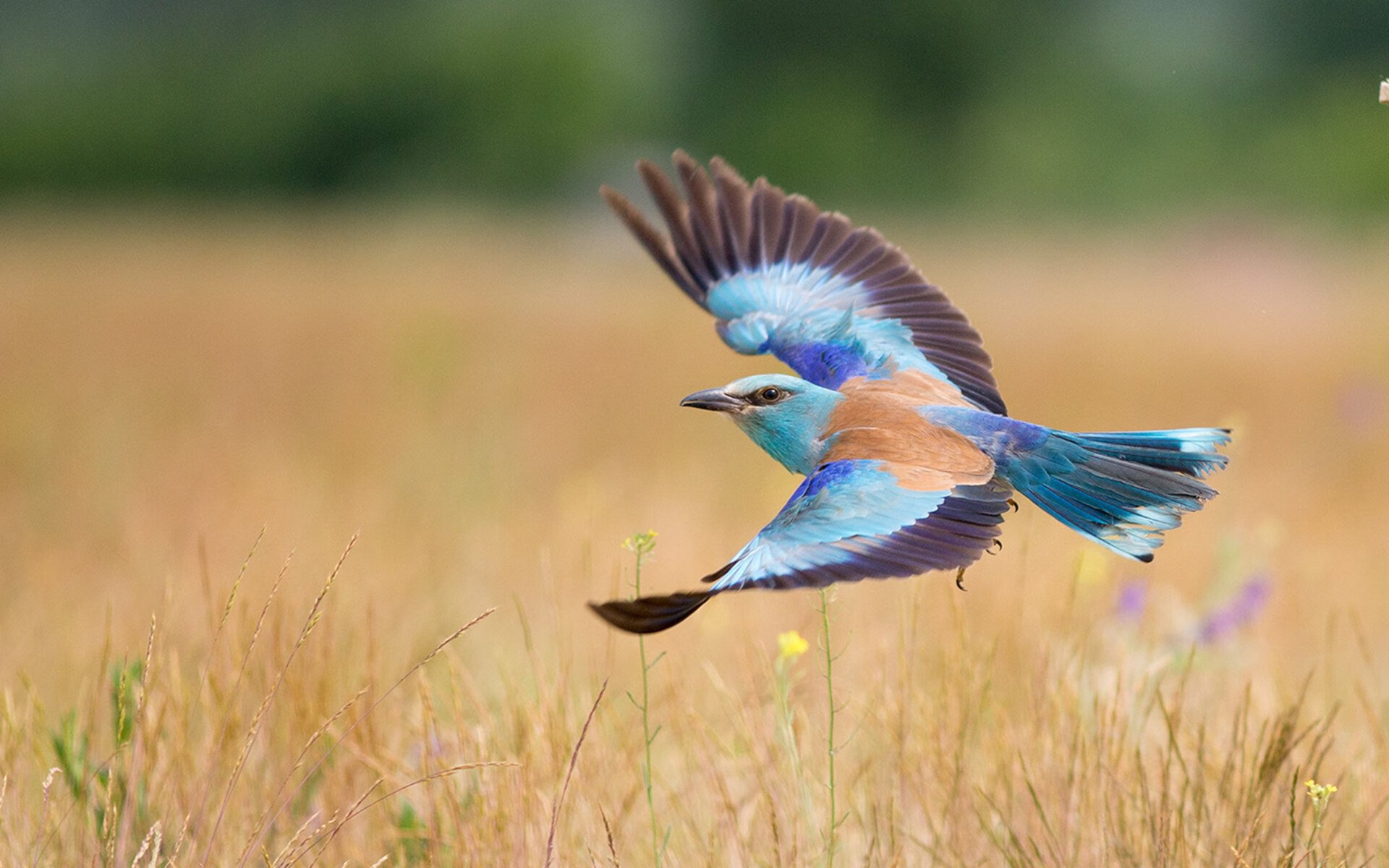 统治与微小差距,当穆勒的史诗之夜遇上法国队的现实加时