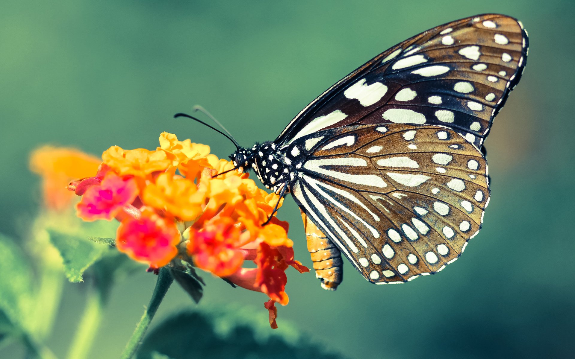 独行侠对阵雄鹿，克莱压力下的奇迹爆发