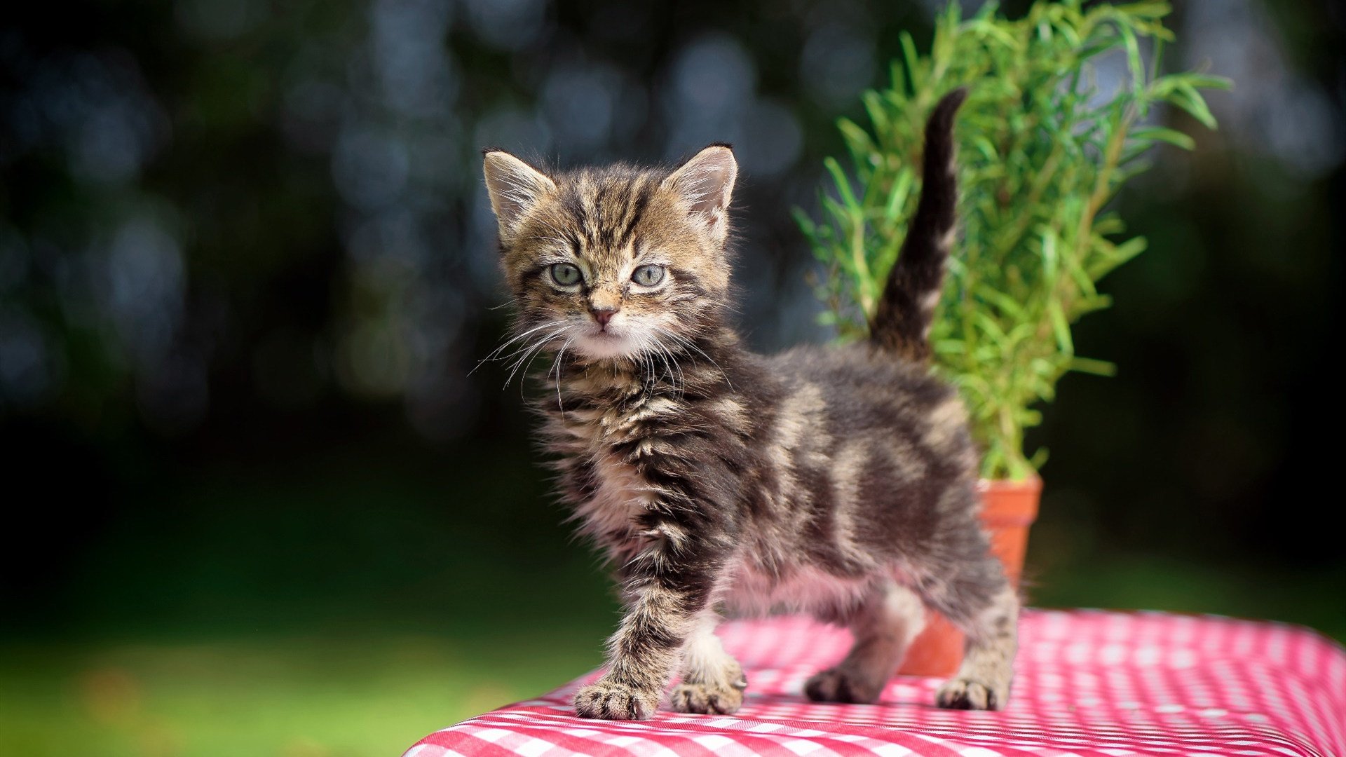 青春风暴席卷圣马梅斯,老将基米希一锤定音