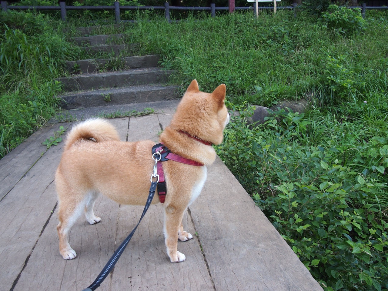 意甲焦点战之夜，霍勒迪最后时刻绝杀，震撼圣西罗！
