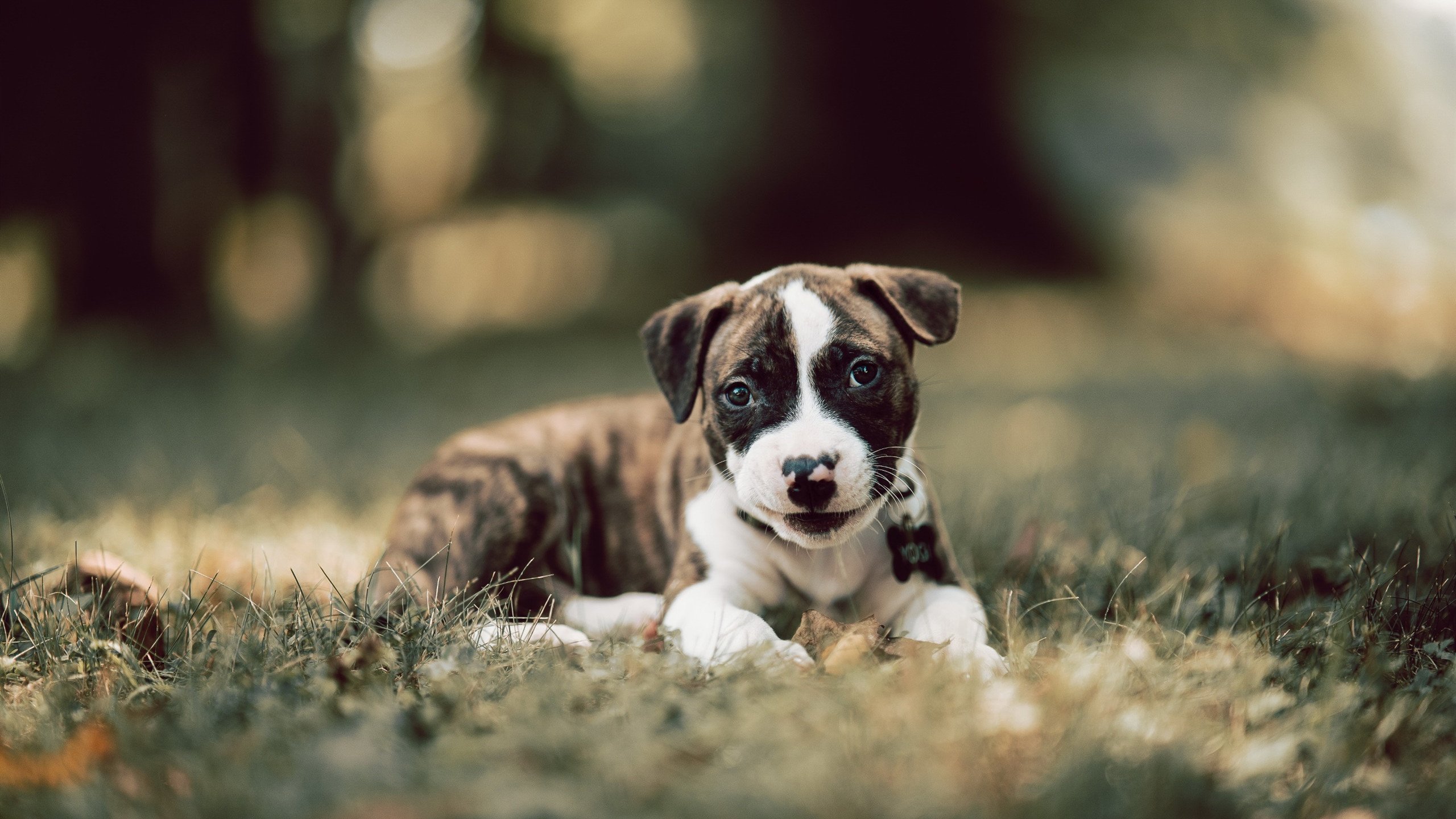 团队压制与孤星闪耀，鹈鹕三军用命，詹姆斯无解表现主宰太阳