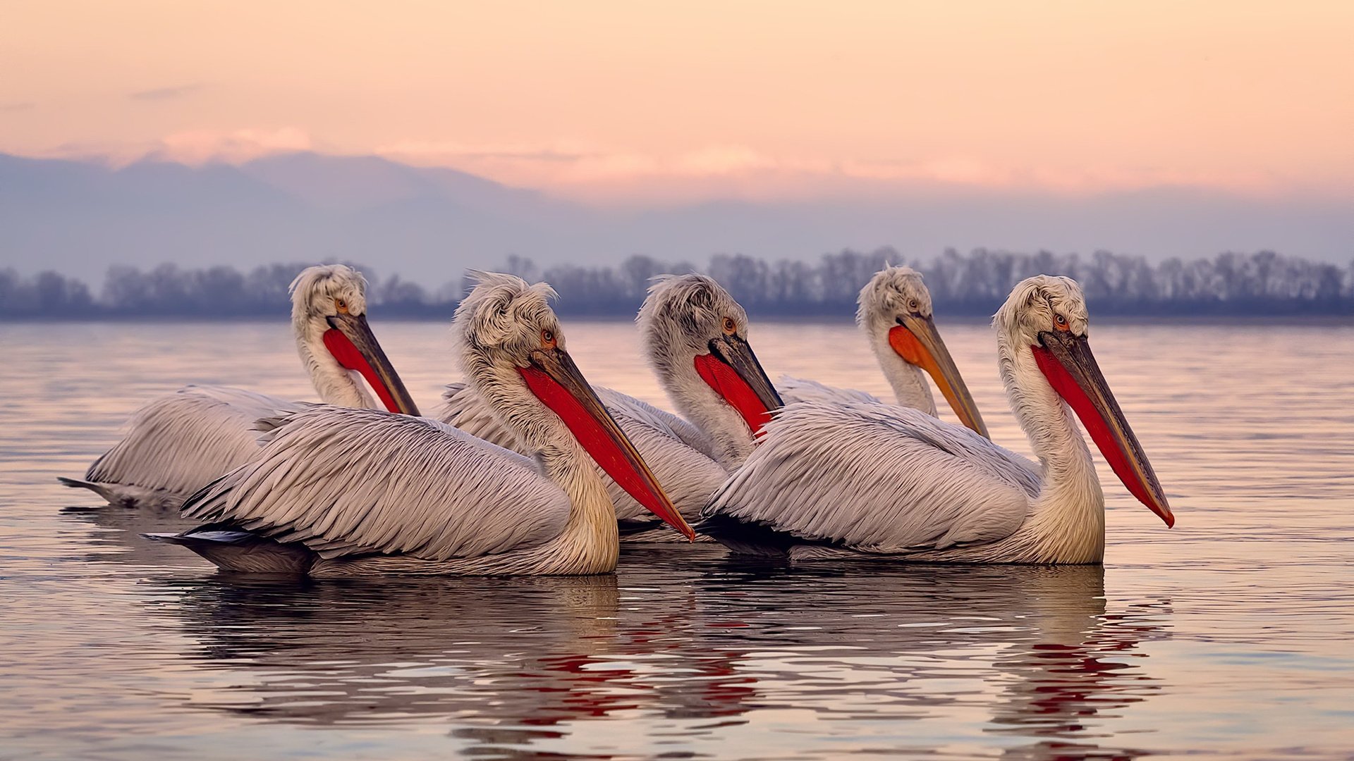 巅峰对决，哥伦比亚力克沙特，阿什拉夫成制胜关键