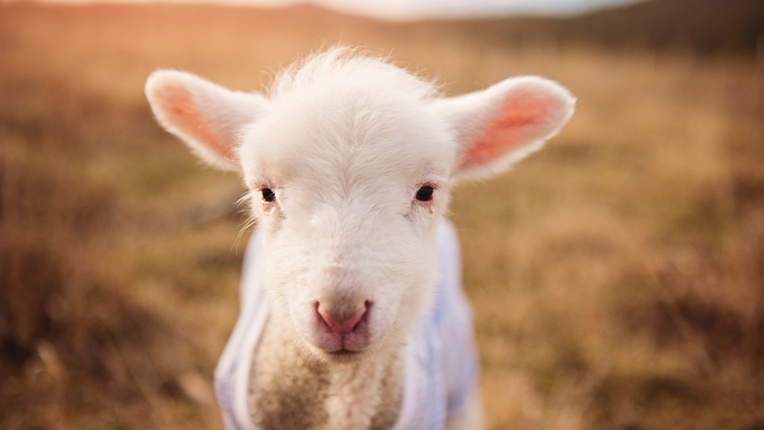 末节风暴！拉文硬仗之王降临，快船压哨绝境逃生