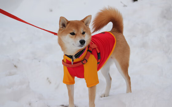 长鸣终结者，当公牛用48号战术冰封达拉斯，欧文正用左脚在英超王座前画下惊叹号