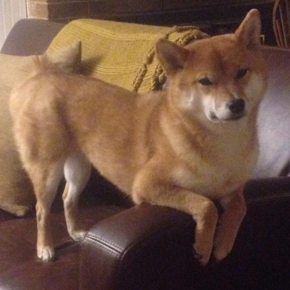 奇迹与巨星的交响，哥斯达黎加加时气走药厂，莱万焦点战再证杀手本色