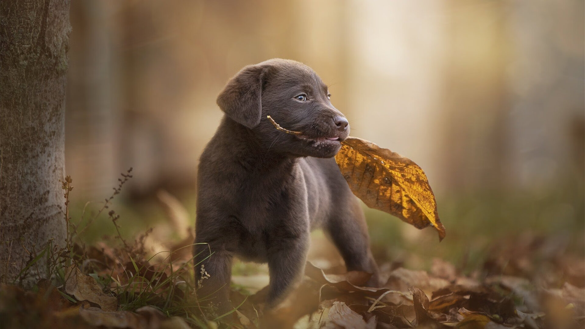 豪取胜利！哈利伯顿化身关键先生，辽宁队客场摧枯拉朽踏平新疆