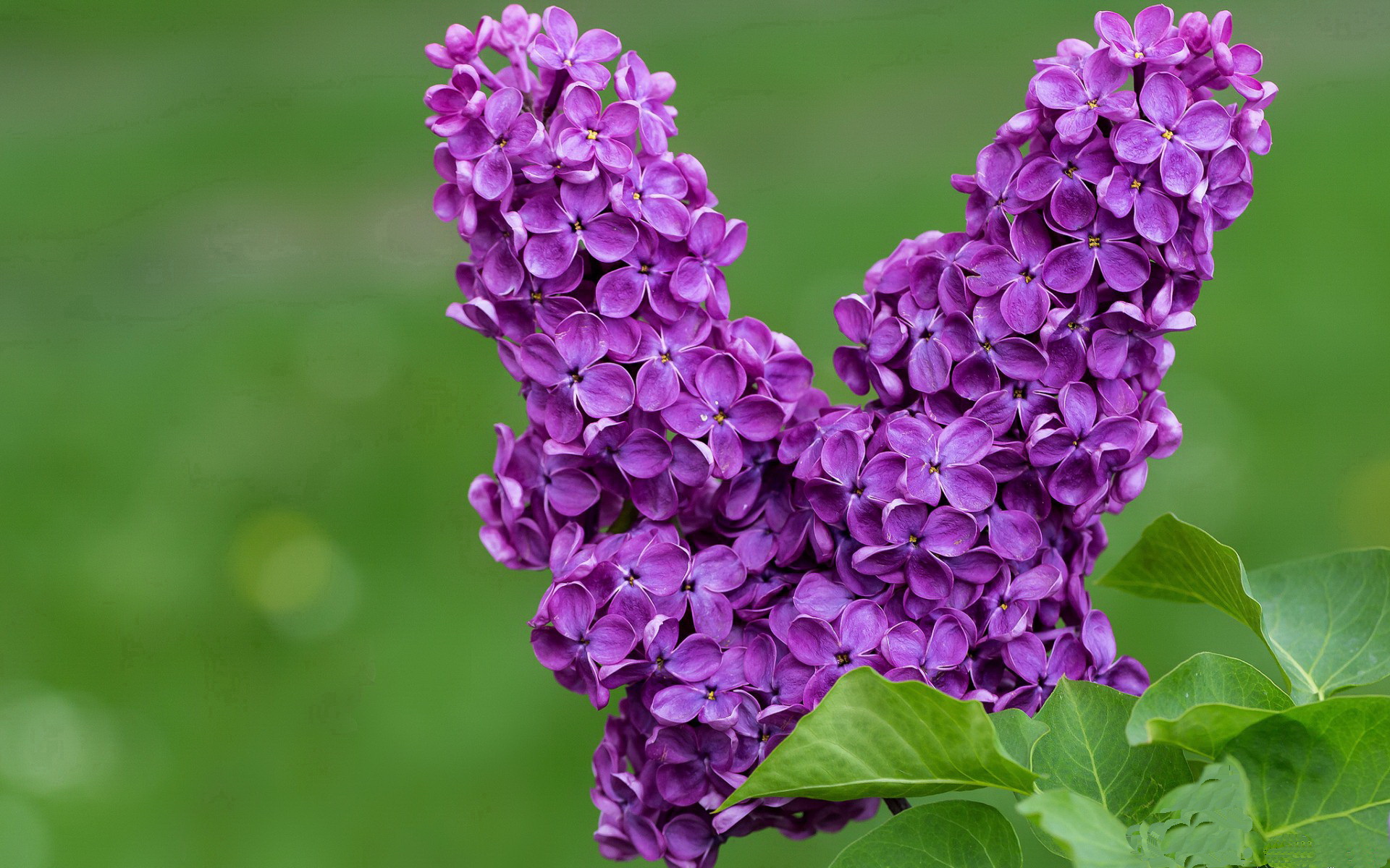 钢铁之躯与蝴蝶之心,当恩比德的统治力遭遇步行者的精密棋局