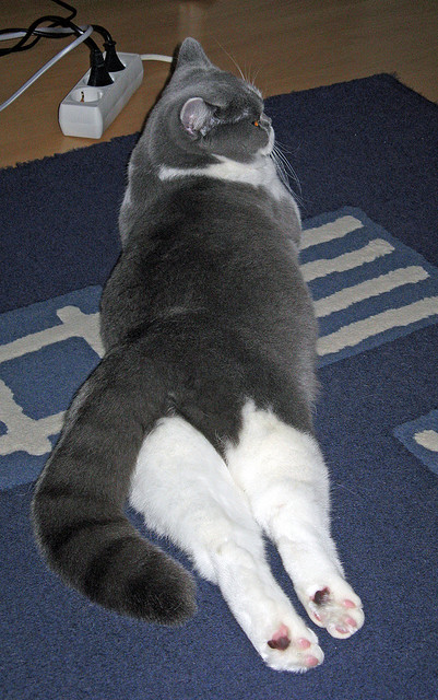 从金字塔到英超,当埃及法老的意志一波带走桑巴军团,奥利维耶在争冠战场完成终极接管