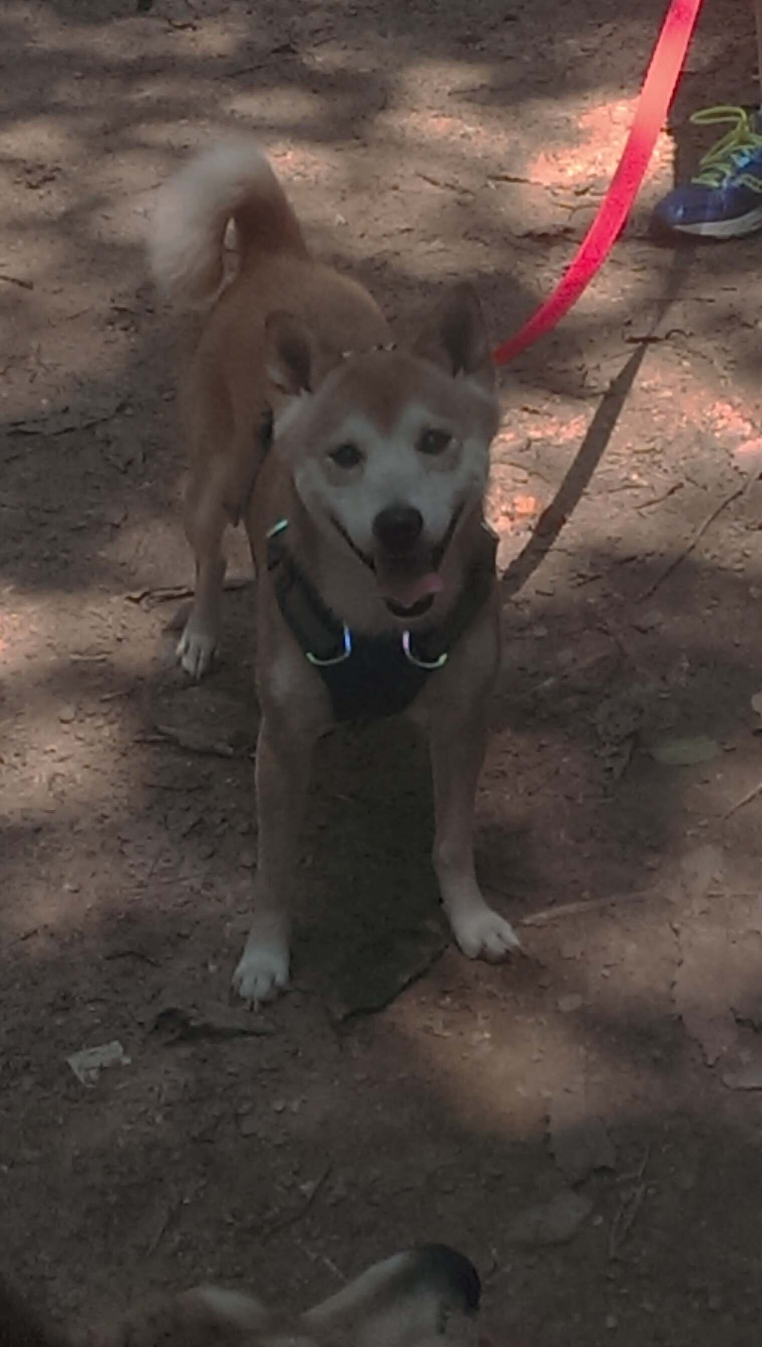 跨界奇迹，鹈鹕篮球场奏凯，浓眉F1赛道称雄