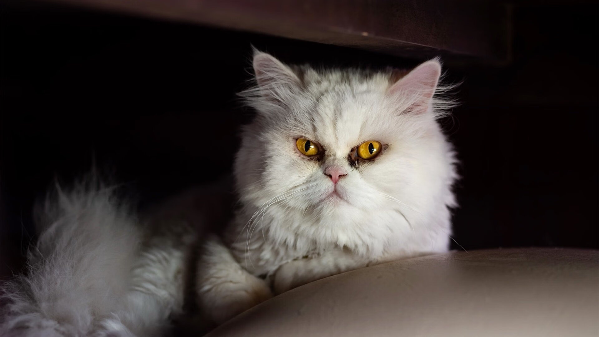 猎鹰的尖啸,亚特兰大用尼克斯最擅长的方式完成反杀
